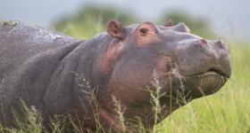 Big Five wildlife at Gondwana Game Reserve in Mossel Bay