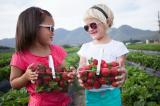 Experience the picking of your own strawberries