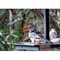 Birds of Eden free flight sanctuary Plettenberg Bay - Garden Route South Africa